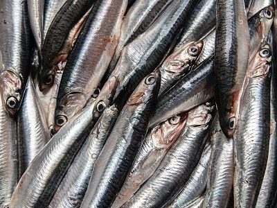 Arzak-anchovies-wod23-1 ©The Pineapple Chef_baja