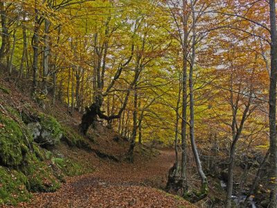 Bosque encantado - Santa Cruz del Valle Urbión