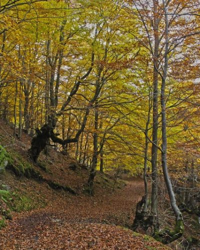 Bosque encantado - Santa Cruz del Valle Urbión