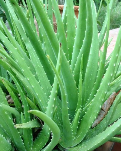 aloe-vera-plant