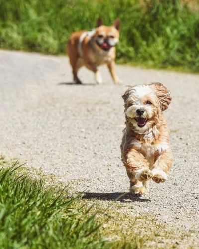 dogs-7209506_1280