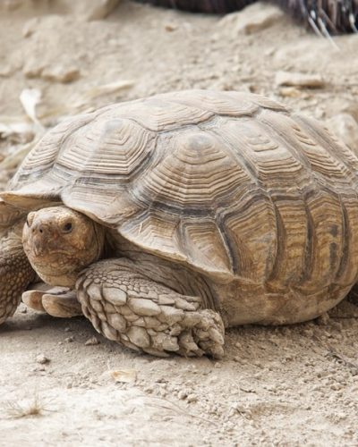 tortoise-4532338